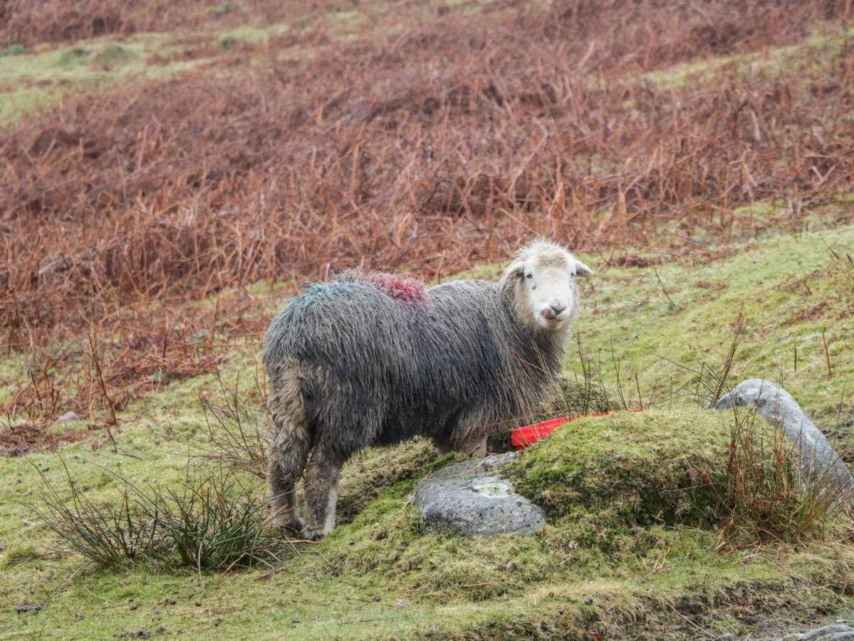 Howgill Lodge Kendal Kültér fotó
